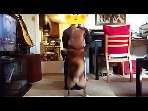 Humping Dogs and favorite Handjobs 2