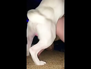 Zoophilia