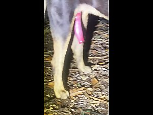 K9 cum