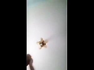 Zoophilia