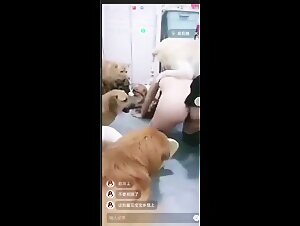 amateur Chinese dog's waiter