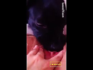 Dog lick