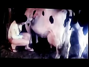 milking cow vintage