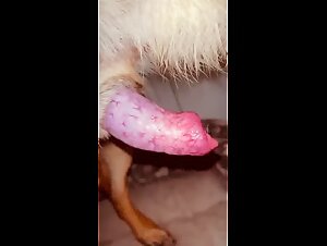 Dog cum after intensive sex with owner